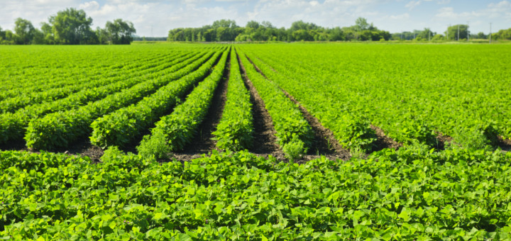 ventajas de la agricultura ecológica