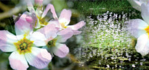 Flor de Bach – Violeta de agua