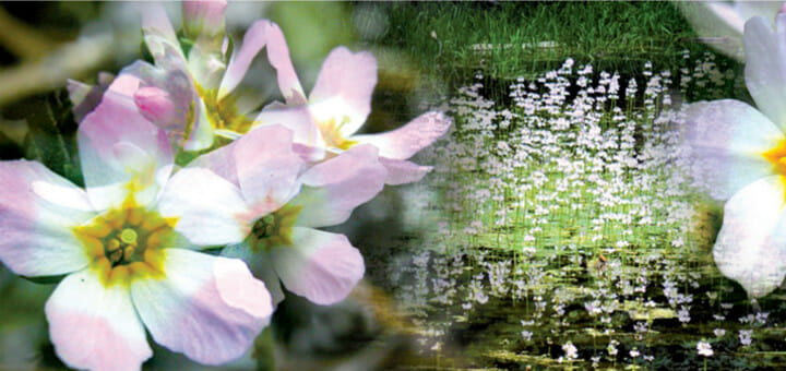 flor de bach - violeta de agua