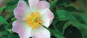 flor de bach rosa canina