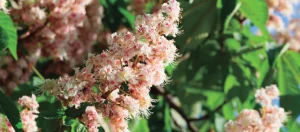 flor de bach - castaño blanco