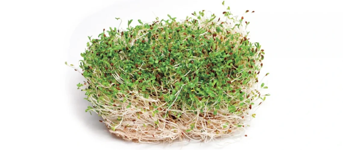 propiedades de los brotes de alfalfa